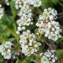 Corrigiola litoralis