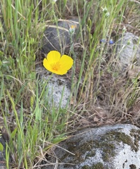 Eschscholzia lobbii