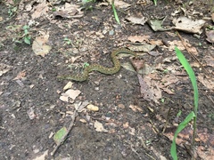 Ophryacus smaragdinus