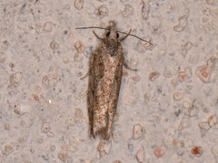 Epinotia celtisana