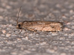 Epinotia celtisana