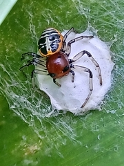 Camaricus nigrotesselatus