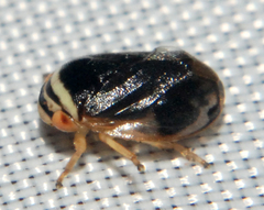 Clastoptera testacea