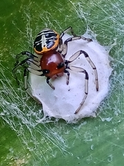 Camaricus nigrotesselatus