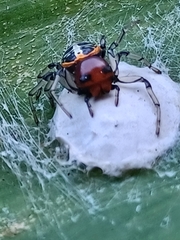 Camaricus nigrotesselatus