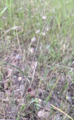 Thysanocarpus radians