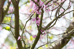Cercis siliquastrum