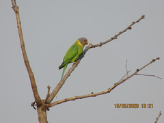 Psittacula cyanocephala