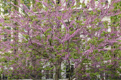 Cercis siliquastrum