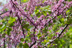 Cercis siliquastrum