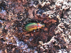 Carabus lineatus