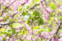 Cercis siliquastrum