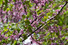 Cercis siliquastrum