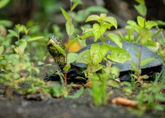 Emys orbicularis galloitalica