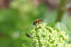Syrphidae