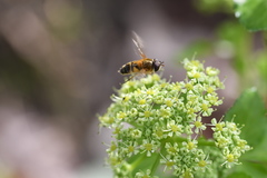 Syrphidae