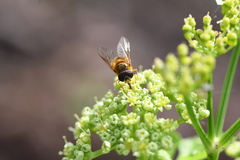 Syrphidae