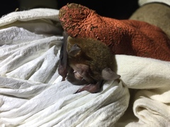 Pteronotus parnellii