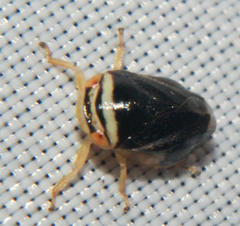 Clastoptera testacea