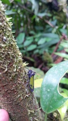 Zyzzogeton viridipennis