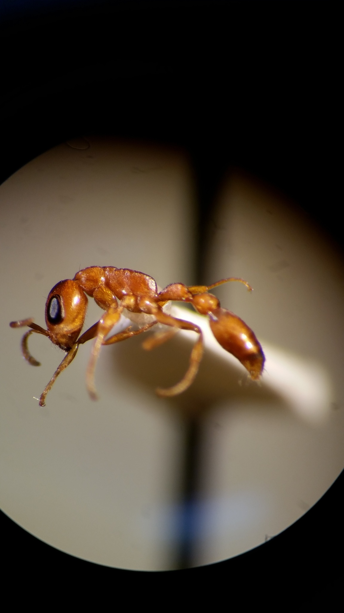 Pseudomyrmex urbanus