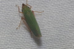 Draeculacephala soluta