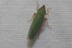 Draeculacephala soluta
