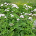 Valeriana pyrenaica - Photo (c) Meneerke bloem, μερικά δικαιώματα διατηρούνται (CC BY-SA)