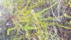 Lestes ochraceus
