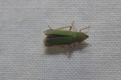 Draeculacephala soluta