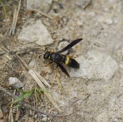 Ancistrocerus spinolae