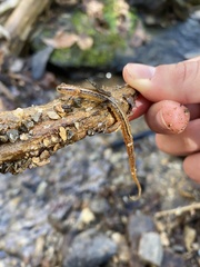 Eurycea wilderae