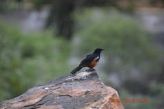 Thamnolaea cinnamomeiventris