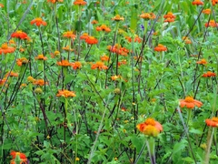 Tithonia rotundifolia image