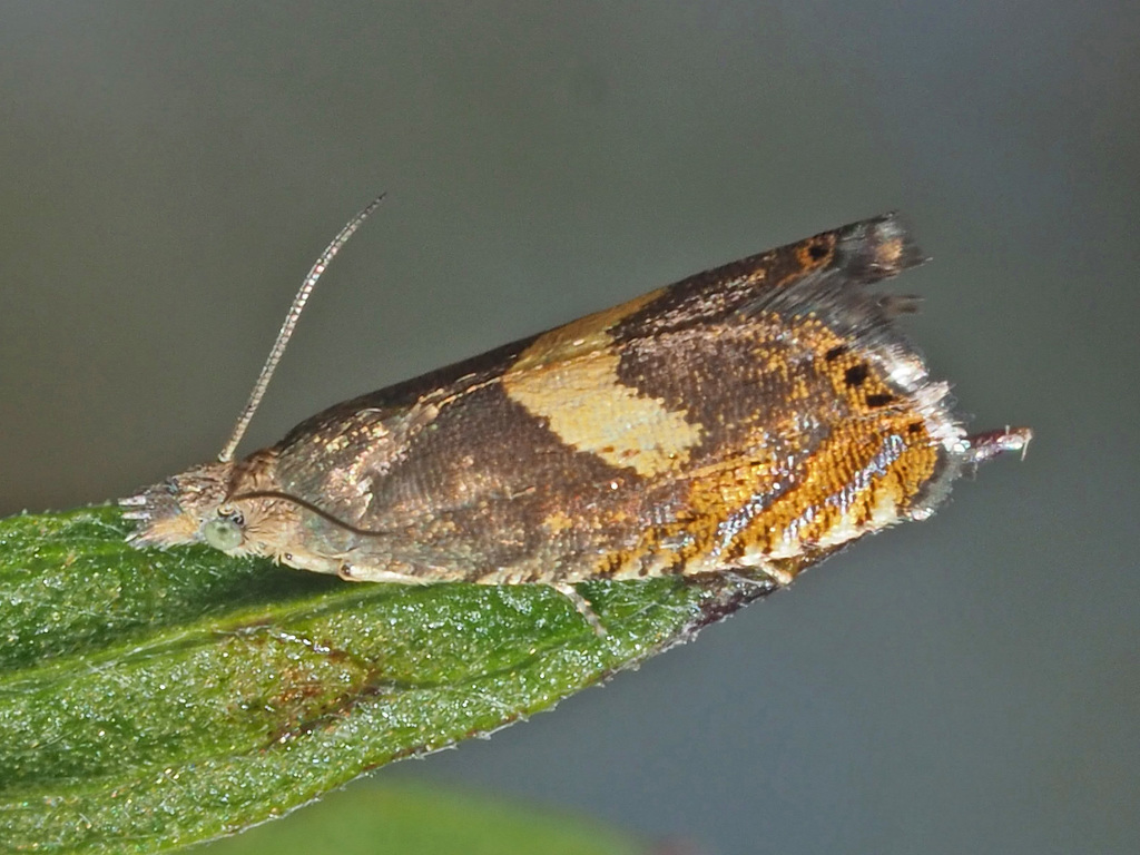 Dichrorampha