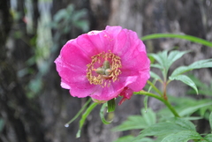 Paeonia anomala