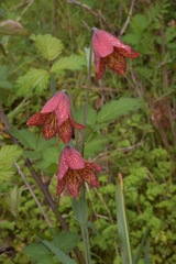 Fritillaria gentneri