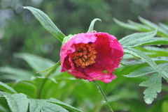 Paeonia anomala