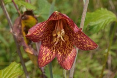 Fritillaria gentneri