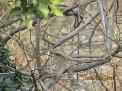 Zosterops palpebrosus