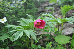 Paeonia anomala