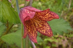 Fritillaria gentneri