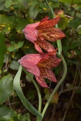 Fritillaria gentneri