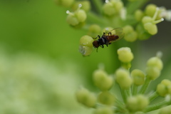 Diptera