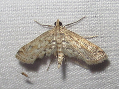 Parapoynx allionealis