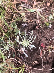 Hesperevax caulescens