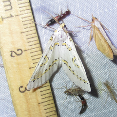 Philtraea paucimacula