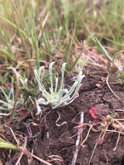Hesperevax caulescens