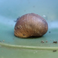 Cornu aspersum