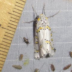 Philtraea paucimacula